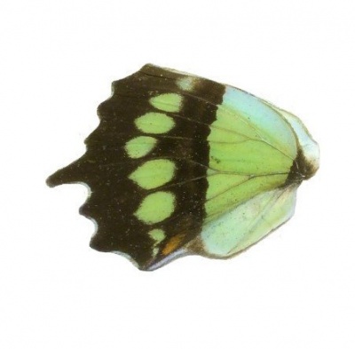 SIPROETA STELENES HIND WING